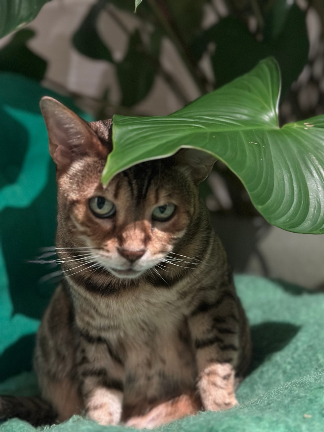 Nala, een Bengaalse kat, kijkt streng in de camera onder een groot groen blad