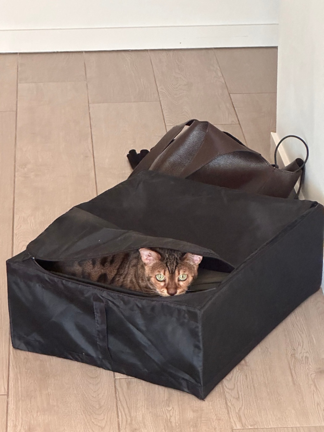 Nala verstopt zich in een zwarte opbergtas en loert naar buiten
